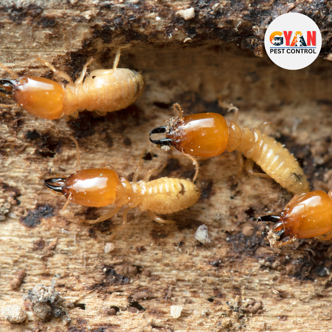 termite control Bihar Sharif, termite treatment Bihar Sharif, pest control service Nalanda, deemak control Bihar Sharif, How to termite removal from home and office, best termite exterminator bihar sharif, eco-friendly pest control Gaya, termite inspection Bihar Sharif, anti-termite treatment Bihar Sharif, home pest control Rajgir, office termite protection Bihar Sharif, soil treatment Bihar Sharif, termite baiting system Bihar Sharif